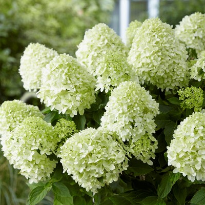 Гортензия метельчатая Литтл Споки